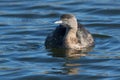 New Zealand Endemic Grebe the Dabchick