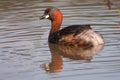 Dabchick swimming on a pond with reflection