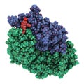 Dabigatran antidote protein bound to dabigatran. 3D Illustration.