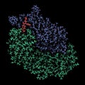 Dabigatran antidote protein bound to dabigatran. Structure of an antibody-fragment (Fab) that binds the anticoagulant dabigatran,