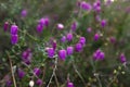 Daboecia cantabrica blooming flowers