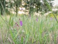 daboecia cantabrica flower blooming irish heath plant outdoor