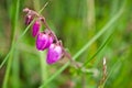 Daboecia cantabrica, st. Daeboc`s heath Ericaceae Growing in NW Spain`s forests