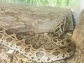 Daboia siamensis (Eastern Russell\'s viper, Siamese Russell\'s viper) is a venomous viper species that is endemic to parts of