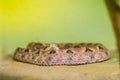 Daboia siamensis (Eastern Russell\'s viper, Siamese Russell\'s viper) is a venomous viper species that is endemic to parts of