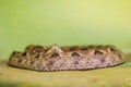 Daboia siamensis (Eastern Russell\'s viper, Siamese Russell\'s viper) is a venomous viper species that is endemic to parts of