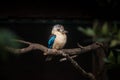 Dacelo leachii, Blue winged Kookaburra