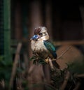 Dacelo leachii, Blue winged Kookaburra, Close up Royalty Free Stock Photo