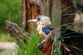 DACELO LEACHII sitting on the branches Royalty Free Stock Photo