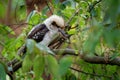 Dacelo novaeguineae - Laughing Kookaburra big kingfisher sitting on the branch in green forrest Royalty Free Stock Photo