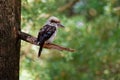 Dacelo novaeguineae - Laughing Kookaburra big kingfisher sitting on the branch in green forrest Royalty Free Stock Photo