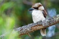 Dacelo novaeguineae - Laughing Kookaburra big kingfisher sitting on the branch in green forrest Royalty Free Stock Photo