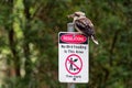 Dacelo novaeguineae - Laughing Kookaburra big kingfisher sitting on the sign Royalty Free Stock Photo