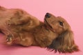 Dachshound Royalty Free Stock Photo