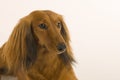 Dachshound Portrait Royalty Free Stock Photo