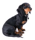 Dachshound puppy sitting Royalty Free Stock Photo