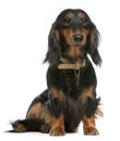 Dachshund, 1 year old, sitting Royalty Free Stock Photo