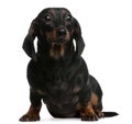 Dachshund, 1 year old, sitting in front of white Royalty Free Stock Photo