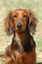 Dachshund