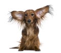 Dachshund, 2 years old, with ears in the air Royalty Free Stock Photo