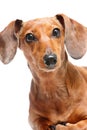 Dachshund Royalty Free Stock Photo