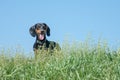 Dachshund Royalty Free Stock Photo