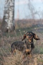 Dachshund Royalty Free Stock Photo