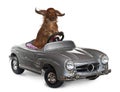 Dachshund, 3 years old, driving convertible