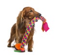 Dachshund, 4 years old, holding a dog toy in its mouth Royalty Free Stock Photo