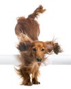 Dachshund, 4 years old, jumping over white tube