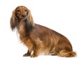 Dachshund, 4 years old, sitting and looking away Royalty Free Stock Photo