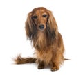 Dachshund, 4 years old, sitting and looking at camera Royalty Free Stock Photo