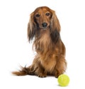 Dachshund, 4 years old, sitting with a tennis ball in front of him Royalty Free Stock Photo