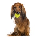 Dachshund, 4 years old, sitting with tennis ball in mouth Royalty Free Stock Photo