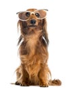 Dachshund, 4 years old, sitting, wearing glasses Royalty Free Stock Photo