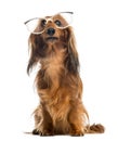 Dachshund, 4 years old, sitting, wearing glasses Royalty Free Stock Photo