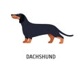 Dachshund. Adorable hunting dog or scenthound with short-haired coat isolated on white background. Gorgeous purebred Royalty Free Stock Photo