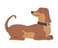 Dachshund or Badger Dog as Short-legged and Long-bodied Hound Breed with Collar Sitting Vector Illustration