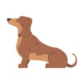 Dachshund or Badger Dog as Short-legged and Long-bodied Hound Breed with Collar Sitting Vector Illustration