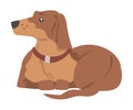 Dachshund or Badger Dog as Short-legged and Long-bodied Hound Breed with Collar Sitting Vector Illustration