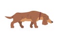 Dachshund or Badger Dog as Short-legged and Long-bodied Hound Breed with Collar Walking Vector Illustration