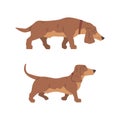 Dachshund or Badger Dog as Short-legged and Long-bodied Hound Breed with Collar Walking Vector Set