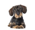 Dachshund, badger dog, sausage dog Royalty Free Stock Photo