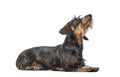 Dachshund, badger dog, sausage dog Royalty Free Stock Photo