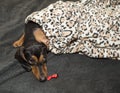 The dachshund on a bed