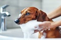 Dachshund being shampooed in the bathroom, a focus on pet care Royalty Free Stock Photo