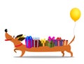 Dachshund in birthdat hat, with baloon on the tail carrying gift Royalty Free Stock Photo