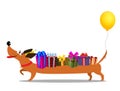 Dachshund in birthdat hat, with baloon on the tail carrying gift