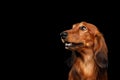 Dachshund on Black background Royalty Free Stock Photo