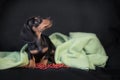 Dachshund on a black background wrapped in green blanket